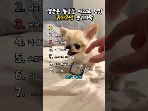 화난 동물들의 순간 랭킹, 귀여우면 순위 하락 ㅋㅋㅋ #웃긴 #랭킹 #funny