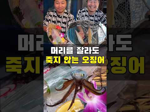 후쿠오카 특산물 죽지않는 오징어