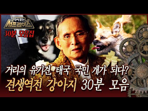 [다시보는 서프라이즈] 거리의 유기견, 태국 국민 개가 되다? 견생역전 강아지 30분 모음 MBC 170730 방송