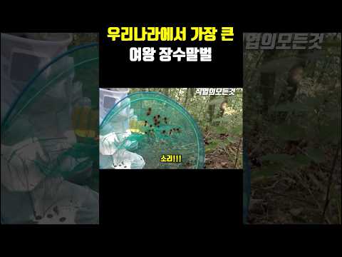 우리나라에서 가장 큰 여왕 장수말벌