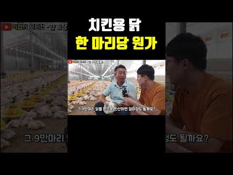 치킨용 닭 한 마리당 원가