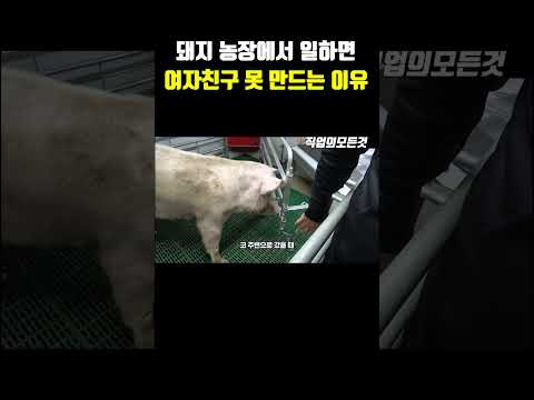 돼지 농장에서 일하면 여자친구 못 만드는 이유
