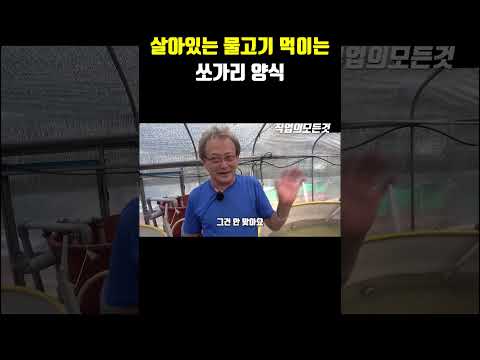 살아있는 물고기 먹이는 쏘가리 양식