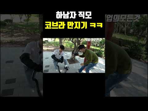 하남자 직모 코브라 만지기 ㅋㅋ
