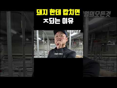 돼지 한테 깝치면 ㅈ되는 이유
