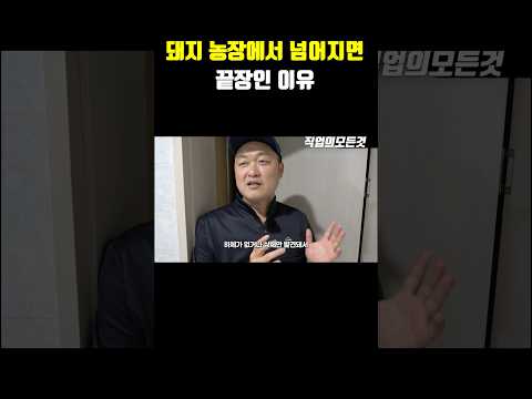 돼지 농장에서 넘어지면 끝장인 이유