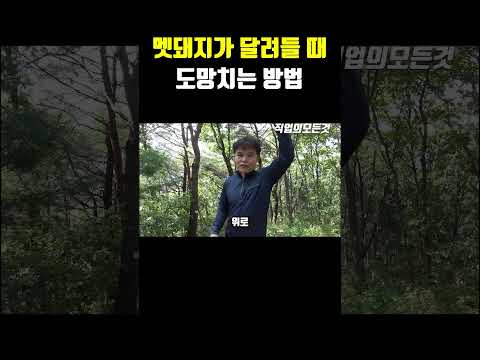 멧돼지가 달려들 때 도망치는 방법