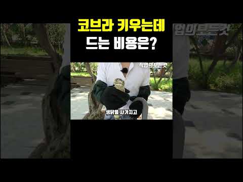 코브라 키우는데 드는 비용은?