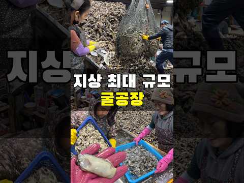 하루에 굴 5톤을 까는 집 https://op.opparadise.com/data/apms/video/youtube/V2qkuOSjhLo.jpg 하루에 굴 5톤을 까는 집