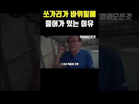 쏘가리가 바위밑에 들어가 있는 이유