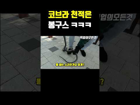 코브라 천적은 봉구스 ㅋㅋㅋ
