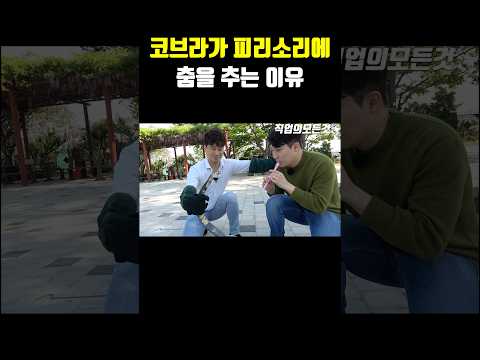 코브라가 피리소리에 춤을 추는 이유