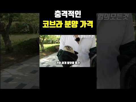 충격적인 코브라 분양 가격