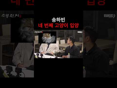 송하빈 네 번째 고양이 입양