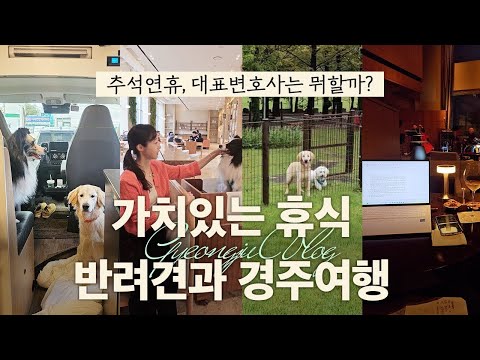 VLOG | 추석연휴 대표 변호사는 뭐할까?  강아지랑 경주여행 (애견동반 숙소 키녹 · 황리단길 · 금리단길)