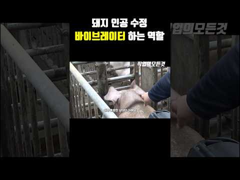 돼지 인공 수정 바이브레이터 하는 역할