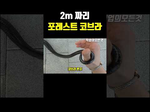 2m 짜리 포레스트 코브라