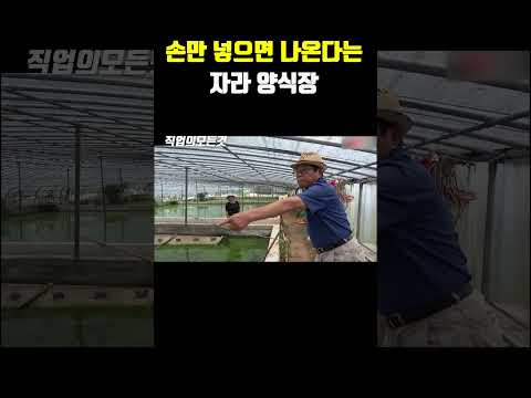 손만 넣으면 나온다는 자라 양식장