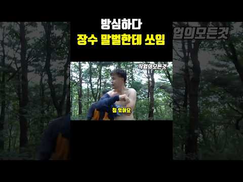 방심하다 장수말벌한테 쏘임