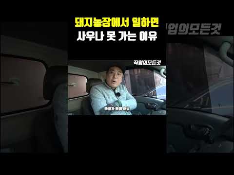 돼지농장에서 일하면 사우나 못 가는 이유