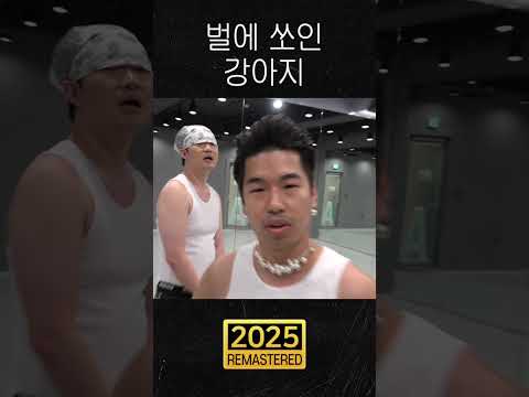 벌에 쏘인 강아지